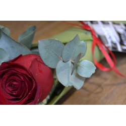 Rosa de Sant Jordi - Cono verde - eucalipto