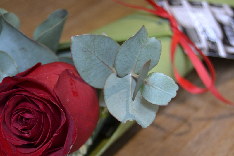 Rosa de Sant Jordi - Cono...