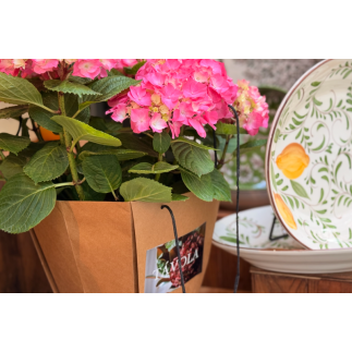 Planta de hortensia - rosada