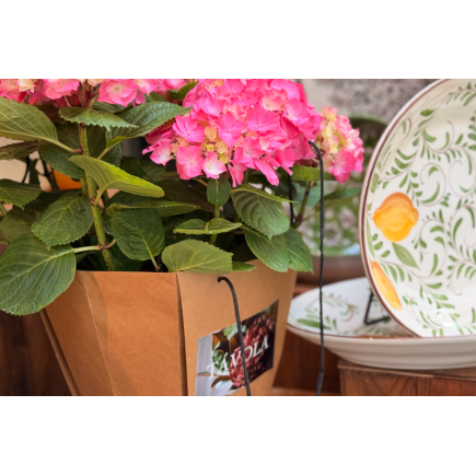 Planta de hortensia - rosada