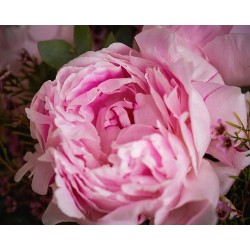 Ramo de peonias