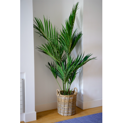 Kentia Artificial