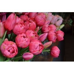 Manojo tulipán artificial - cereza
