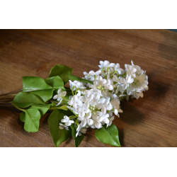 Viburnum blanco
