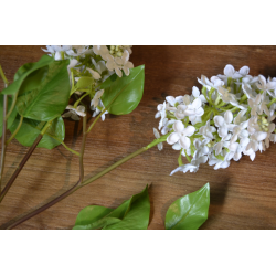 Viburnum blanco