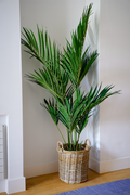 Kentia Artificial