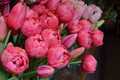 Manojo tulipán artificial - cereza