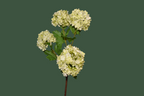 Vara viburnum artificial