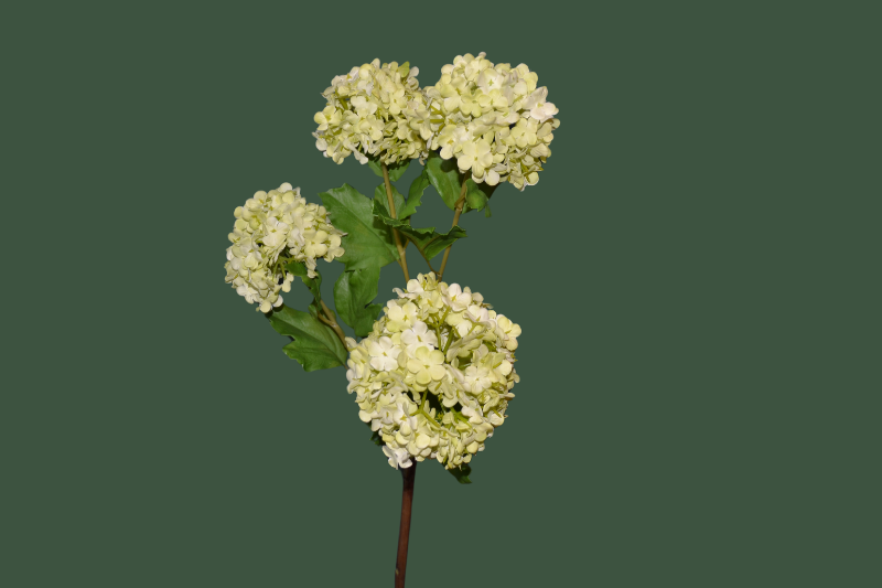 Vara viburnum artificial