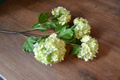 Vara viburnum artificial