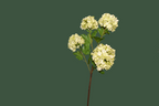 Vara viburnum artificial