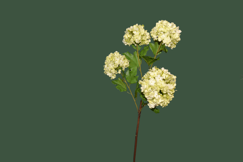Vara viburnum artificial